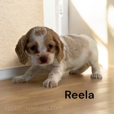 puppy, for, sale, Cocker Spaniel, Joe & Cherri  Overlease, dog, breeder, Miller, MO, dog-breeder, puppy-for-sale, forsale, nearby, find, puppyfind, locator, puppylocator, aca